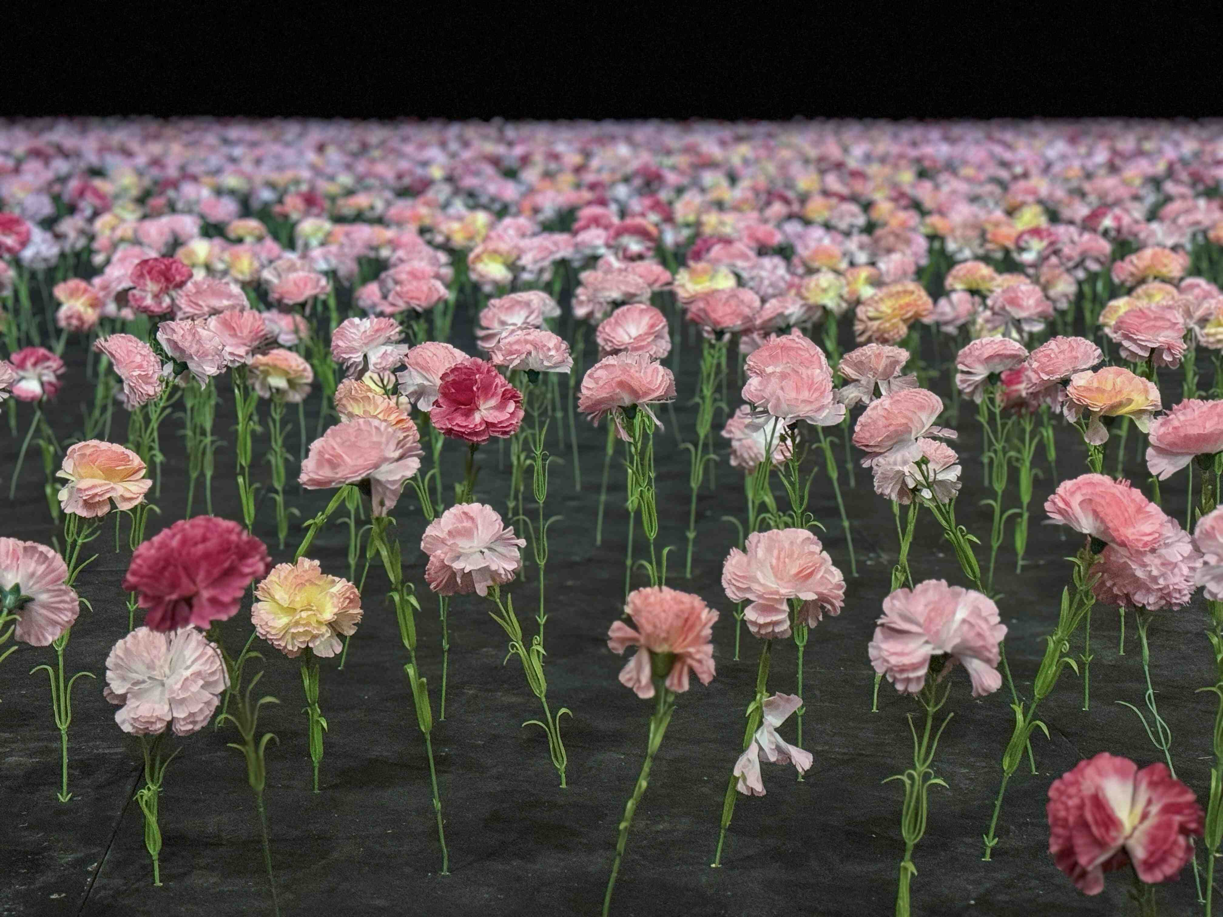 Flowers Forever: el poder político y estético de la flor en el Kunsthal Rotterdam